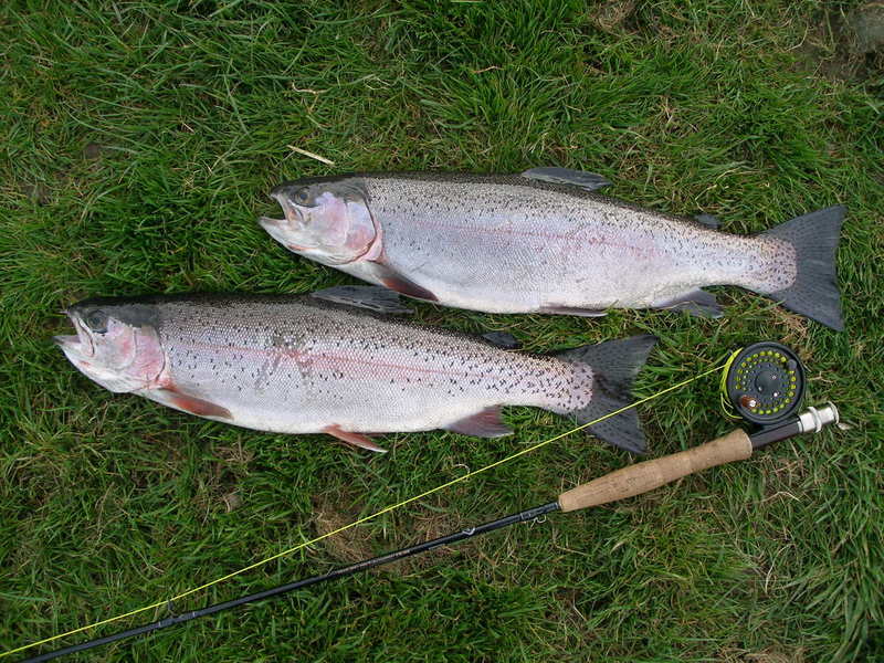 Trouts and fly fishing