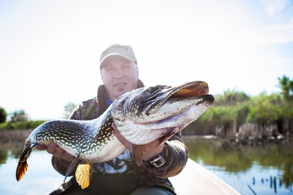 Pike Fishing 101 (Basics, Lures, and Tactics)