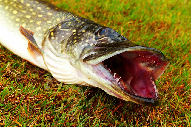 pike fishing sharp teeth