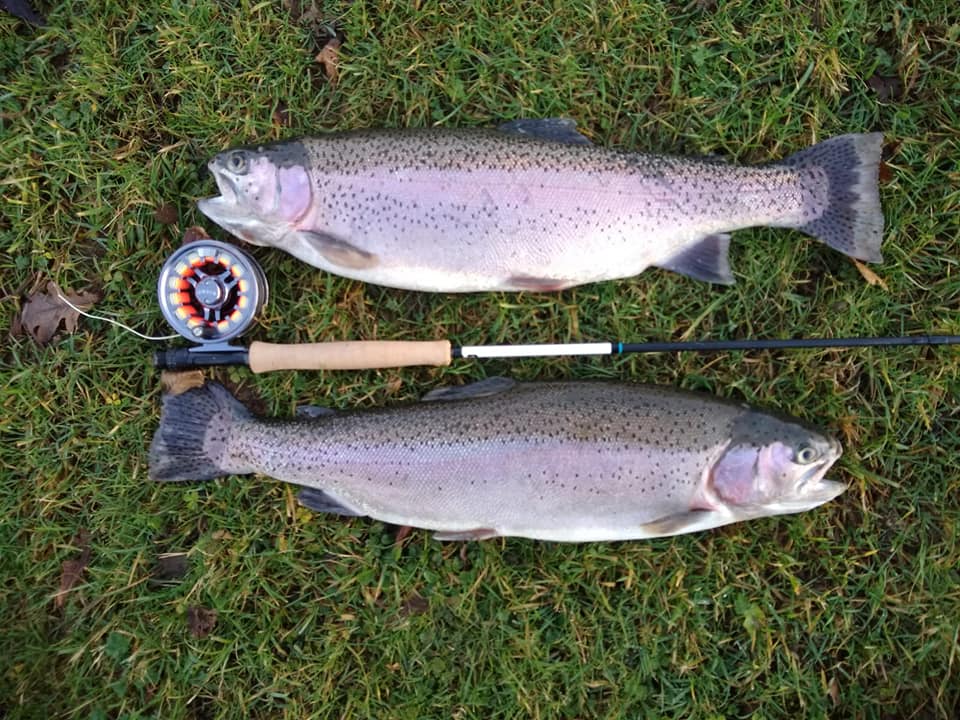 Trouts from Brick farm lakes
